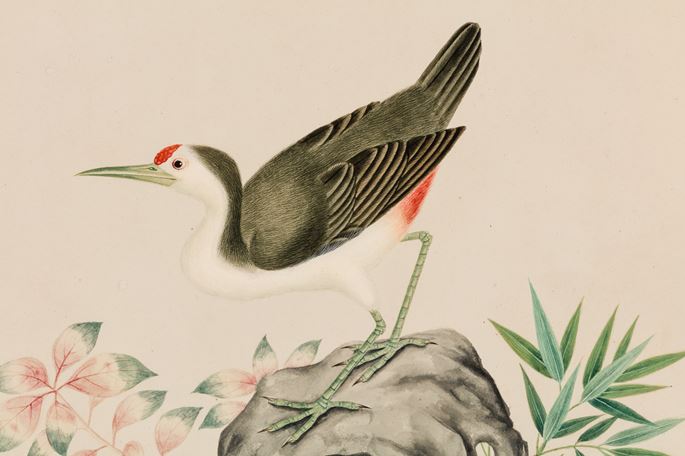 A Study of a White-breasted Waterhen, Amaurornis phoenicurus | MasterArt